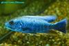 Sciaenochromis fryeri Iceberg, самец 