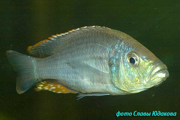 Dimidiochromis strigatus, самец 