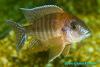 Aulonocara sp. Red rubin, самец 