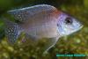 Aulonocara sp. Red rubin, самец 