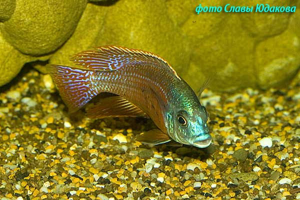 Copadichromis taeniolatus, самец 