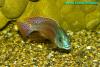 Copadichromis taeniolatus, самец 