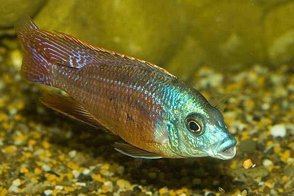 Copadichromis taeniolatus, самец 