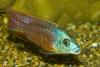 Copadichromis taeniolatus, самец 