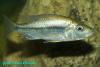 Dimidiochromis strigatus, молодой самец 