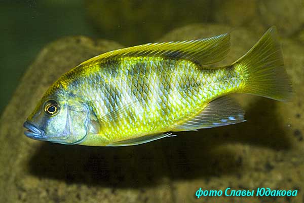 Nimbochromis venustus, золотой леопард, активный самец