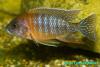 Aulonocara sp. Red rubin, самец 