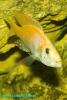 Dimidiochromis compressiceps, красная форма, самец