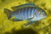 Pseudotropheus elongatus, самец 