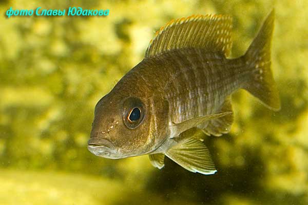 Aulonocara sp. Red rubin, самка