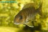 Aulonocara sp. Red rubin, самка