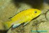 Labidochromis caeruleus, йеллоу