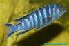 Pseudotropheus elongatus, самец 