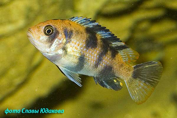 Pseudotropheus zebra OB, пятнистая зебра, самка 