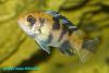 Pseudotropheus zebra OB, пятнистая зебра, самка 