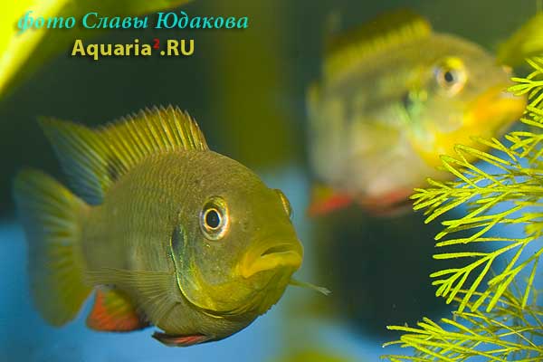 Chromidotilapia sp.
