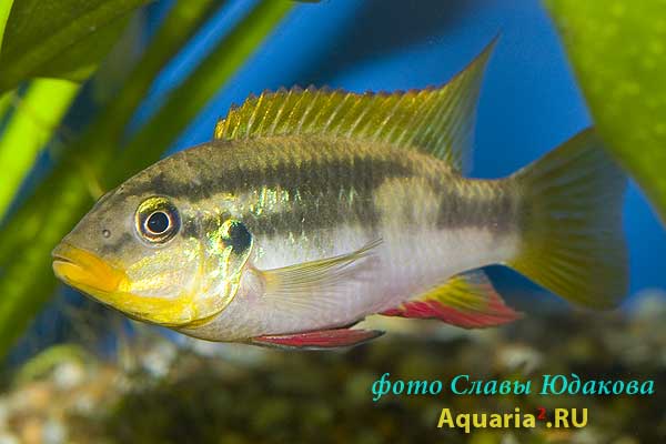 Chromidotilapia sp.