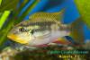 Chromidotilapia sp.