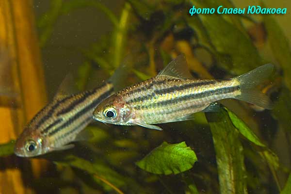 Puntius lineatus, полосатый барбус