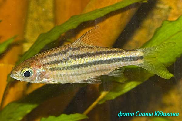 Puntius lineatus, полосатый барбус