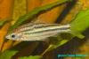 Puntius lineatus, полосатый барбус