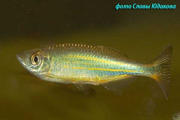 Данио малабарский (Danio aequipinnatus), самец