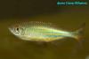 Данио малабарский (Danio aequipinnatus), самец