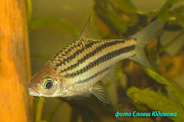 Puntius lineatus, полосатый барбус