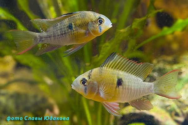 Mikrogeophagus altispinosus, боливийская бабочка, внизу самец, сверху самка