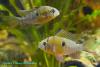 Mikrogeophagus altispinosus, боливийская бабочка, внизу самец, сверху самка