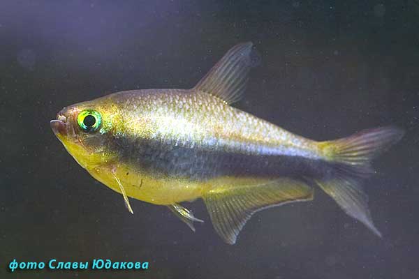 Nematobrycon palmeri, королевская тетра, самка