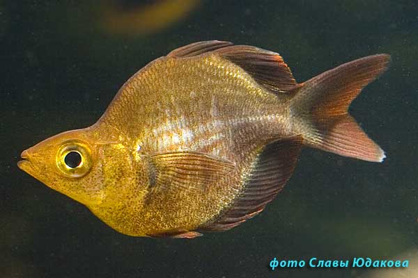 Глоссолепис, дисковая форма (Glossolepis incisus), самец