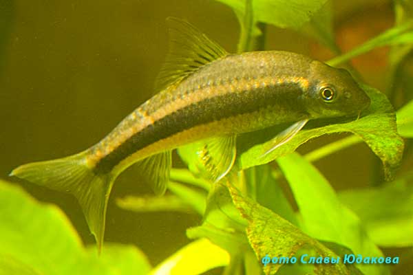 Ложный Сиамский водорослеед (Epalzeorhynchus sp.)