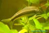 Ложный Сиамский водорослеед (Epalzeorhynchus sp.)