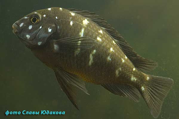 Трофеус звездчатый (Tropheus duboisi), молодой экземпляр