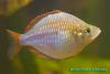 Melanotaenia praecox, неоновая радужница