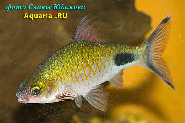 Puntius filamentosus, оливковый клоун