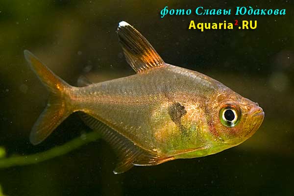 Hyphessobrycon sweglesi, красный фантом, самка