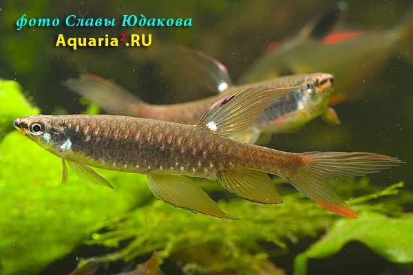 Copella arnoldi, Копелла Арнольда, стычка двух самцов