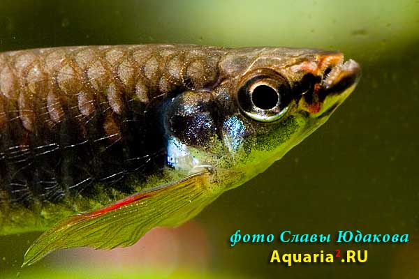 Copella arnoldi, Копелла Арнольда, самец