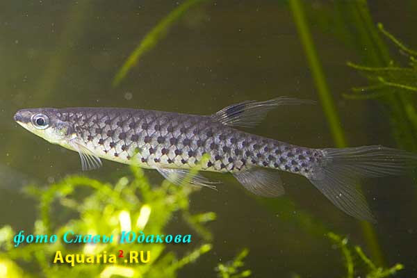 Copella nattereri, Копелла Наттерера, самец