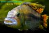 Апистограмма какаду (Apistogramma cacatuoides)