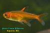 Hyphessobrycon amandae, Аманда, самец
