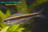 Hyphessobrycon vilmae, тетра Вильмы