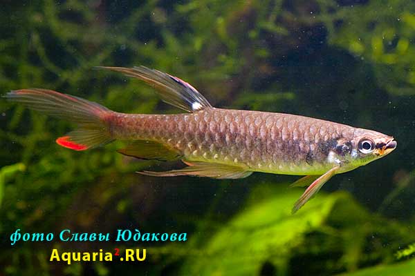 Copella arnoldi, Копелла Арнольда, самец