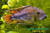 Апистограмма какаду (Apistogramma cacatuoides)