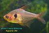 Hyphessobrycon sweglesi, красный фантом, самец