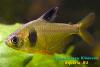 Hyphessobrycon takasei, кофейная тетра
