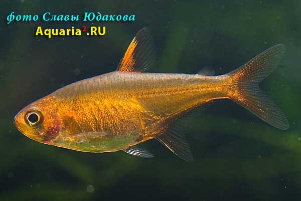 Hyphessobrycon amandae, Аманда, самка