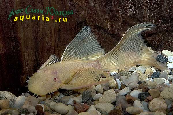 Ancistrus sp. Albino Gold Veil, золотой анциструс, вуалевая форма, самец